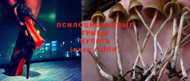 omg онион  сколько стоит  Тарко-Сале  Псилоцибиновые грибы Psilocybe 